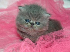 cute grey kitten sitting on pink pillow