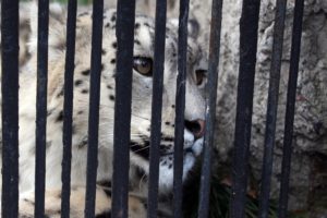 snow leopard behind bars sad
