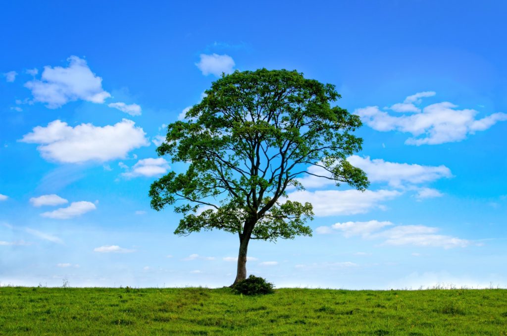 tree with green leaves on green grass with blue sky in the background