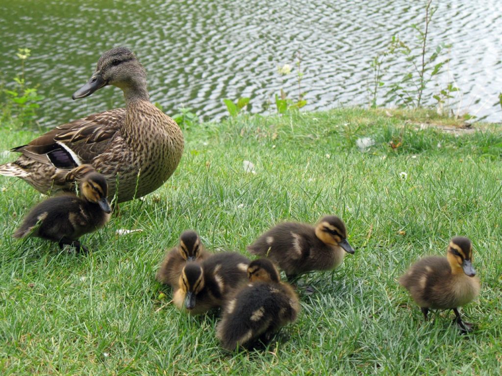 mother duck brown with brown ducklings baby ducks small ducks cute natural products nature