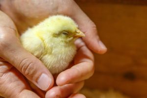 chicken baby chick yellow sitting in persons hands