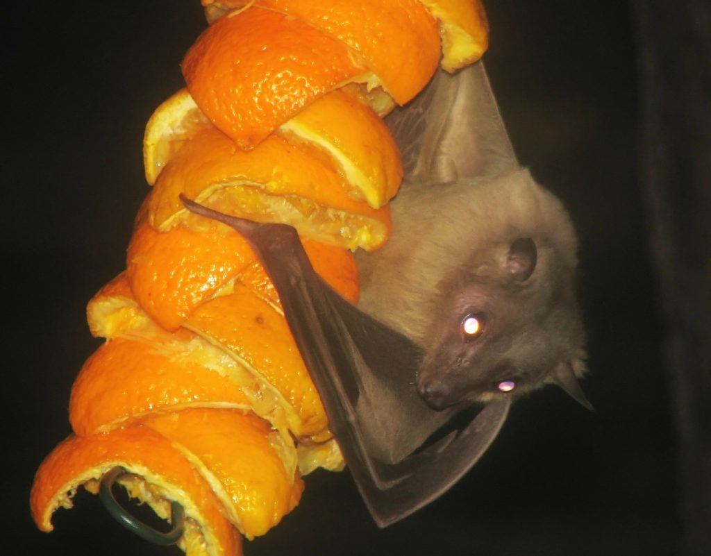 Egyptian fruit bat from cotswoldwildlifepark.co.uk dietary myths