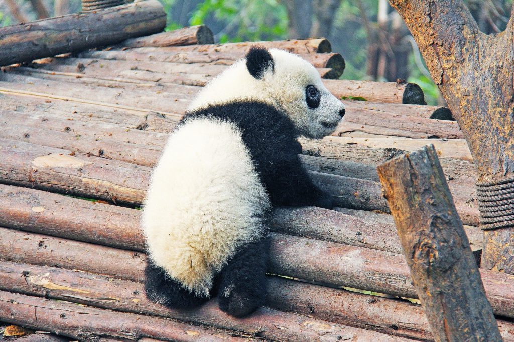 panda black and white climbing logs