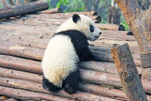 panda black and white climbing logs how you can help